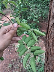 Olax scandens (Olax scandens)