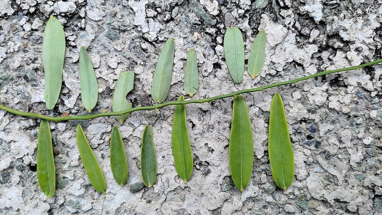 Olax scandens: I don't proper way how to click the image so I'll try to cover both side of leaves in one picture