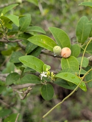 Olax scandens (Olax scandens)
