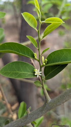 Olax scandens (Olax scandens)