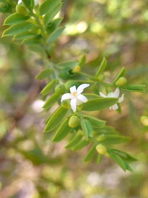 Olax stricta: White Wildflower Muogamarra Nature Reserve, Australia. Probably Olax stricta