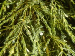 Olax stricta (Olax stricta)
