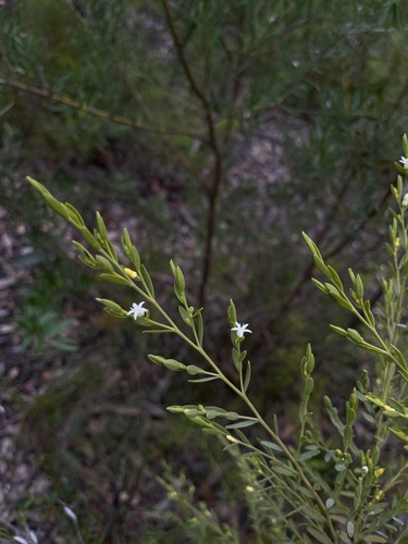 Olax stricta (Olax stricta)