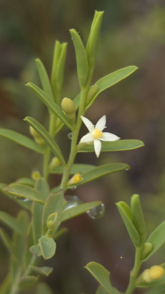 Olax stricta (Olax stricta)