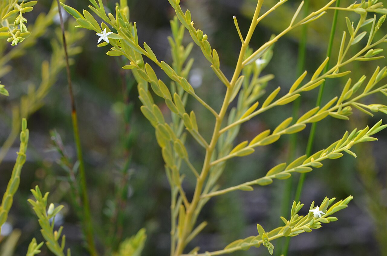 Olax stricta: Olax stricta, at the head of the Waratah Track, Kuringai Chase NP. The entire branch appears to lie in one plane and the angles of each branchlet are startlingl