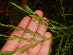 Olax stricta (Olax stricta)