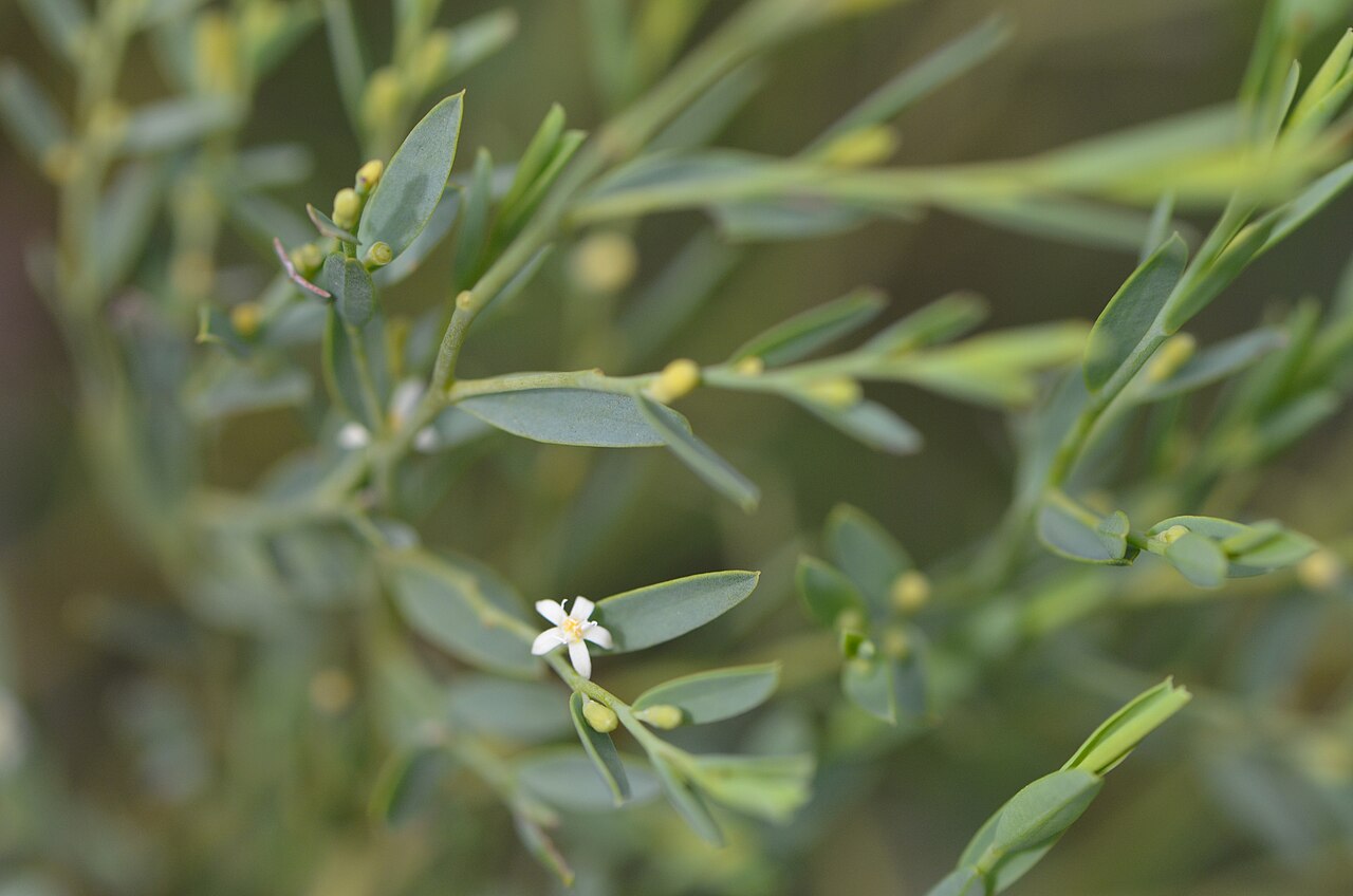 Olax stricta: Olax stricta, a shrub that is parasitic on the roots of other plants. On the Great North Walk, from Fishponds (Hornsby) to Thornleigh.