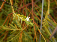 Olax stricta (Olax stricta)