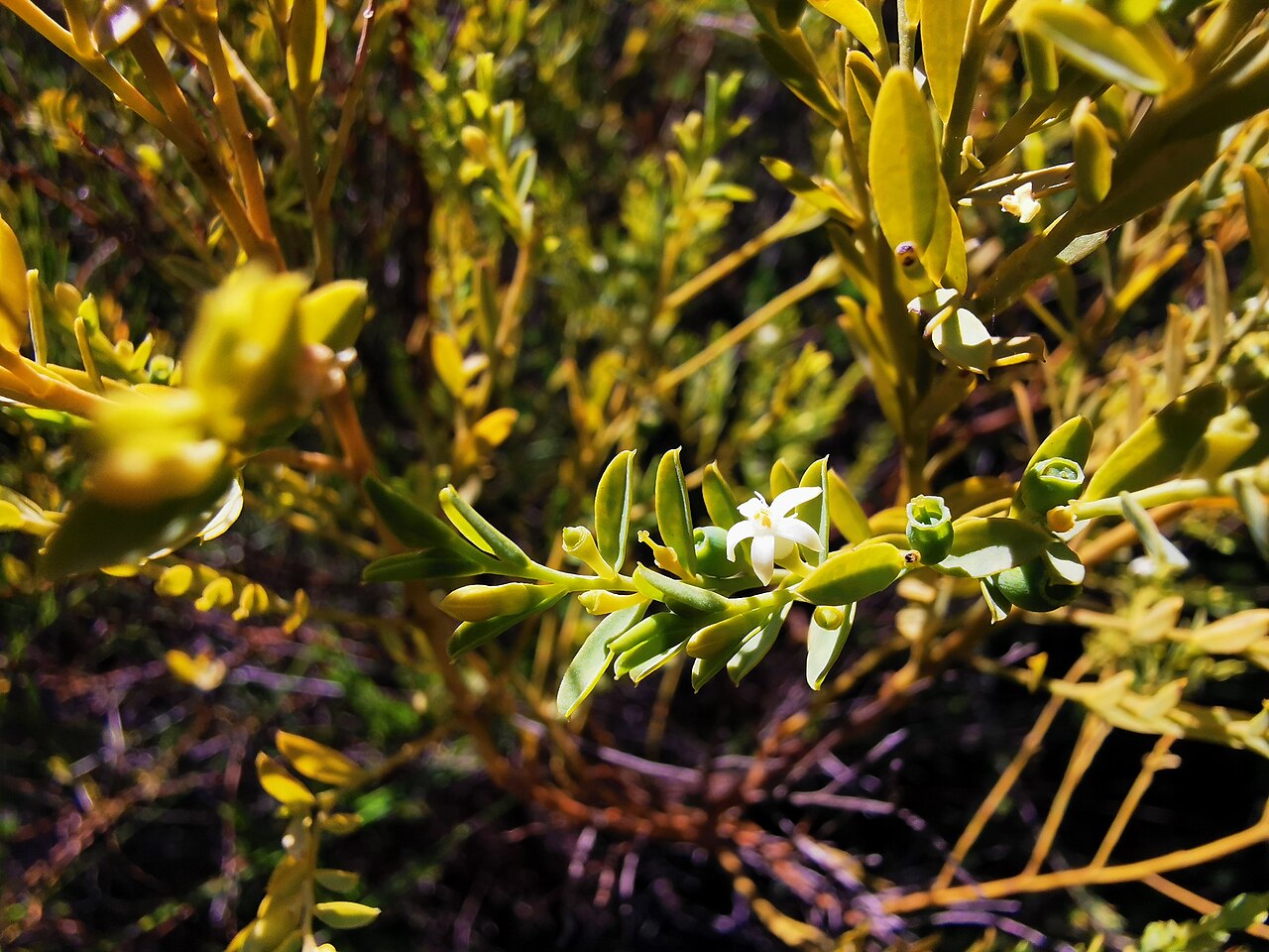 Olax stricta: Waratah track, 28/07/2019 Olax stricta, with fruit, at the head of the Waratah Track, Kuringai Chase NP. The entire branch appears to lie in one plane and the a