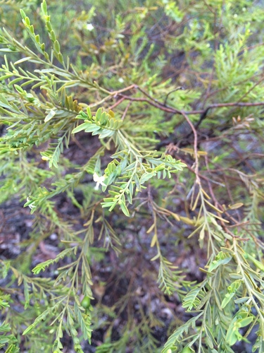 Olax stricta (Olax stricta)