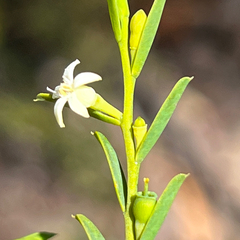 Olax stricta (Olax stricta)