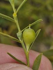 Olax stricta (Olax stricta)