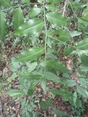 Olax subscorpioidea (Olax subscorpioidea)