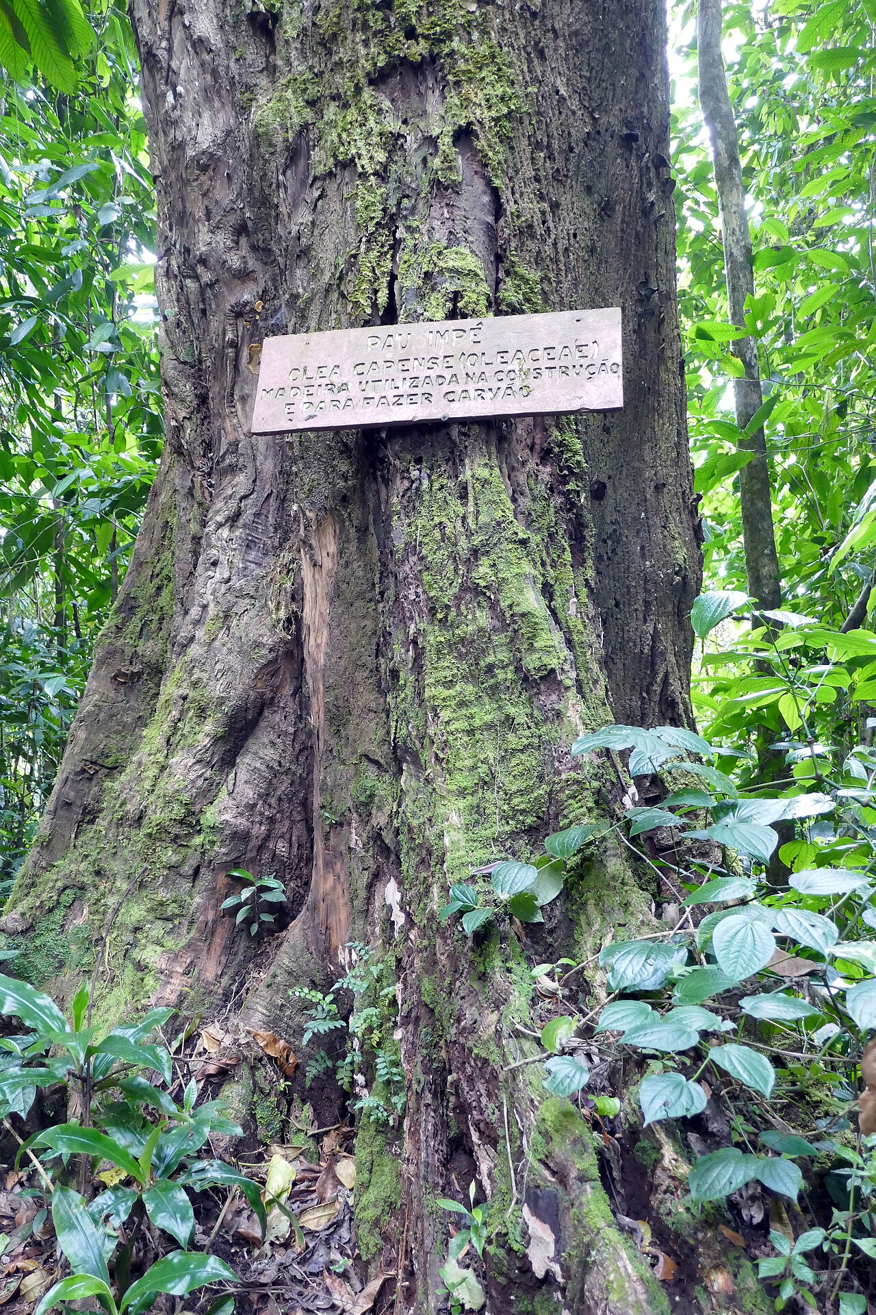 Black ironwood: Olea capensis subsp. macrocarpa , locally known as Pau impé , in the Obô natural park, on the island of São Tomé