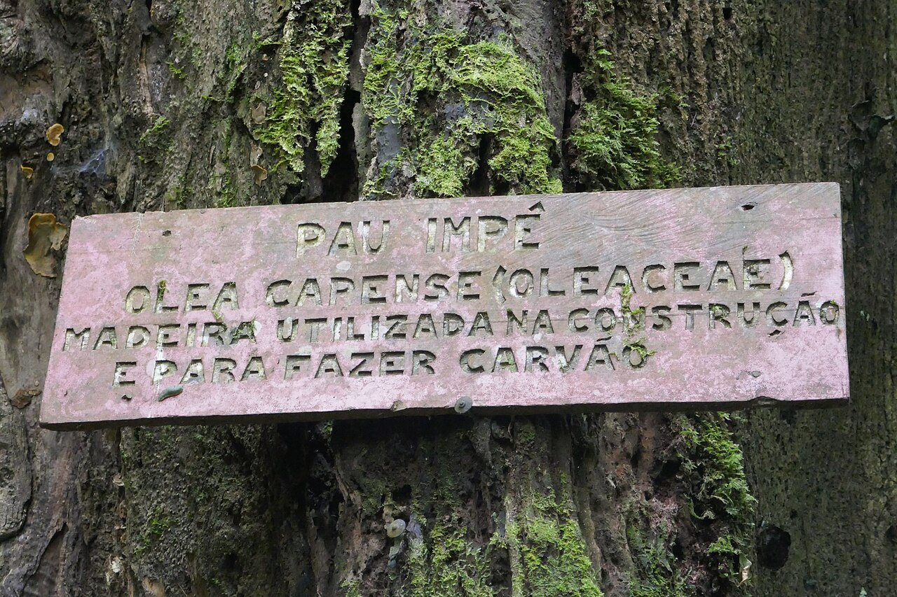 Black ironwood: Olea capensis subsp. macrocarpa , locally known as Pau impé , in the Obô natural park, on the island of São Tomé