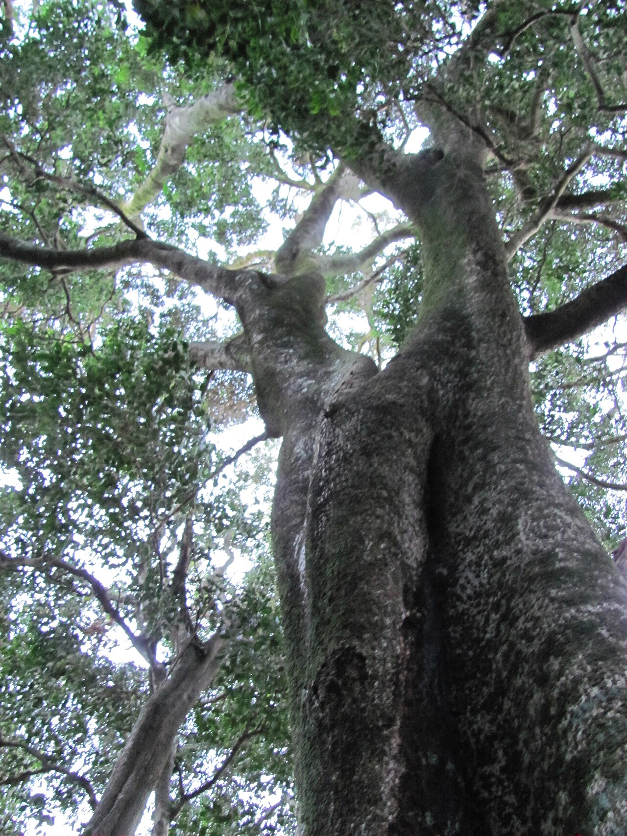 Black ironwood: Giant Ironwood tree growing on the slopes of Table mountain. Cape Town. Olea capensis macrocarpa AKA Olea macrocarpa.