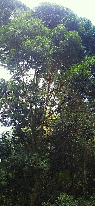 Black ironwood: Olea capensis. Cape Town.