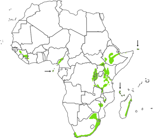 Black ironwood: approximate native range of Olea capensis (all three subspecies combined). The map is constructed by firstly using a list of countries where it is recorded, and