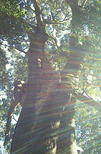 Black ironwood: Enormous Stinkwood tree. Olea capensis. Cape Town.