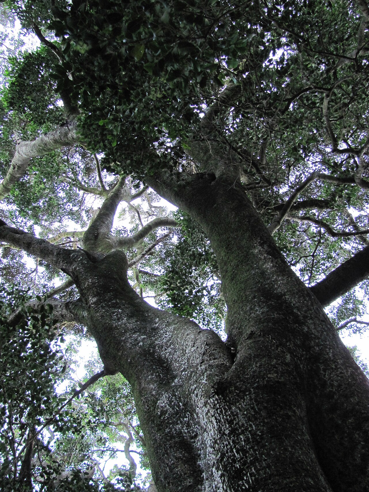 Black ironwood: An indigenous Ironwood tree ( Olea (capensis) macrocarpa ) in Cape Town. It is native to South African afrotemperate forests but occurs into the tropics.