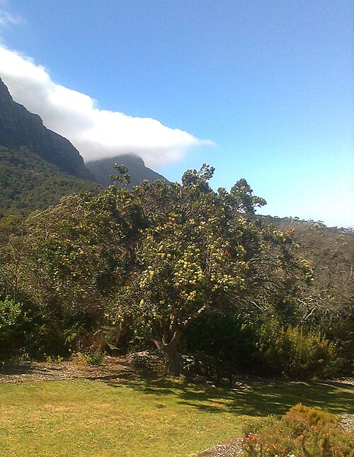 Black ironwood: Olea capensis subsp. capensis - Cape Town garden