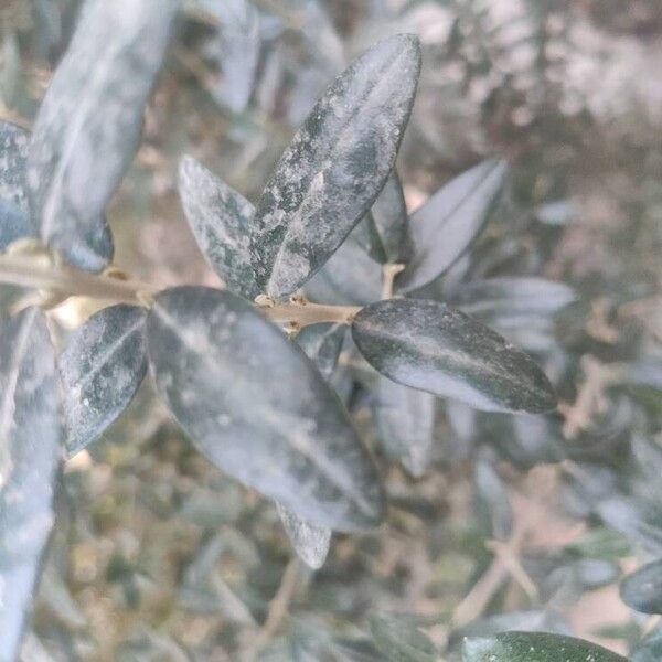 Olive (Olea europaea)