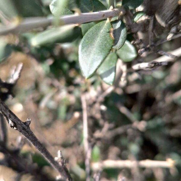 Olive (Olea europaea)