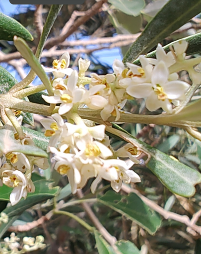Olive (Olea europaea)