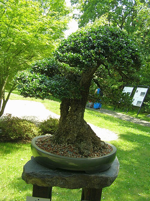 Olive: Bonsai exhibited in the Botanical Garden Prague-Troja in the Japanese Garden section. Grower: Josef Valuch; Species: European olive