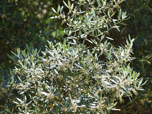 Olive (Olea europaea)