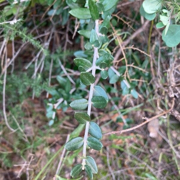 Olive (Olea europaea)