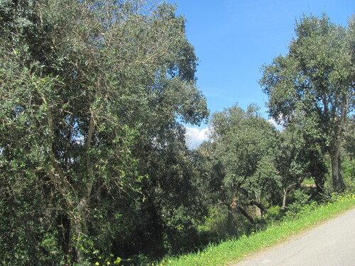 Olive (Olea europaea)