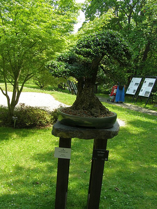 Olive: Bonsai exhibited in the Botanical Garden Prague-Troja in the Japanese Garden section. Grower: Josef Valuch; Species: European olive