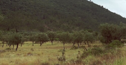 Olive (Olea europaea)
