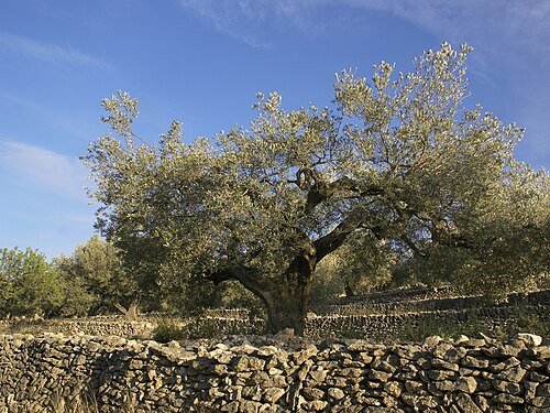 Olive: Plant near el Perelló, Catalonia, Spain