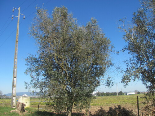 Olive (Olea europaea)