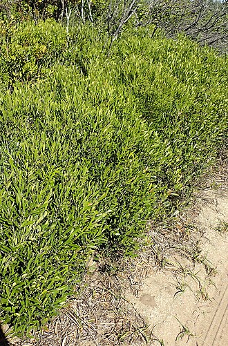 Olea exasperata: Dune olive