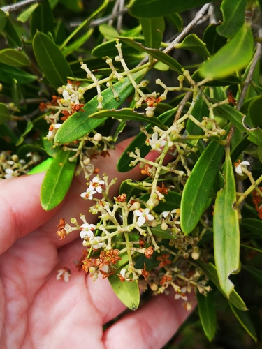 Olea exasperata (Olea exasperata)