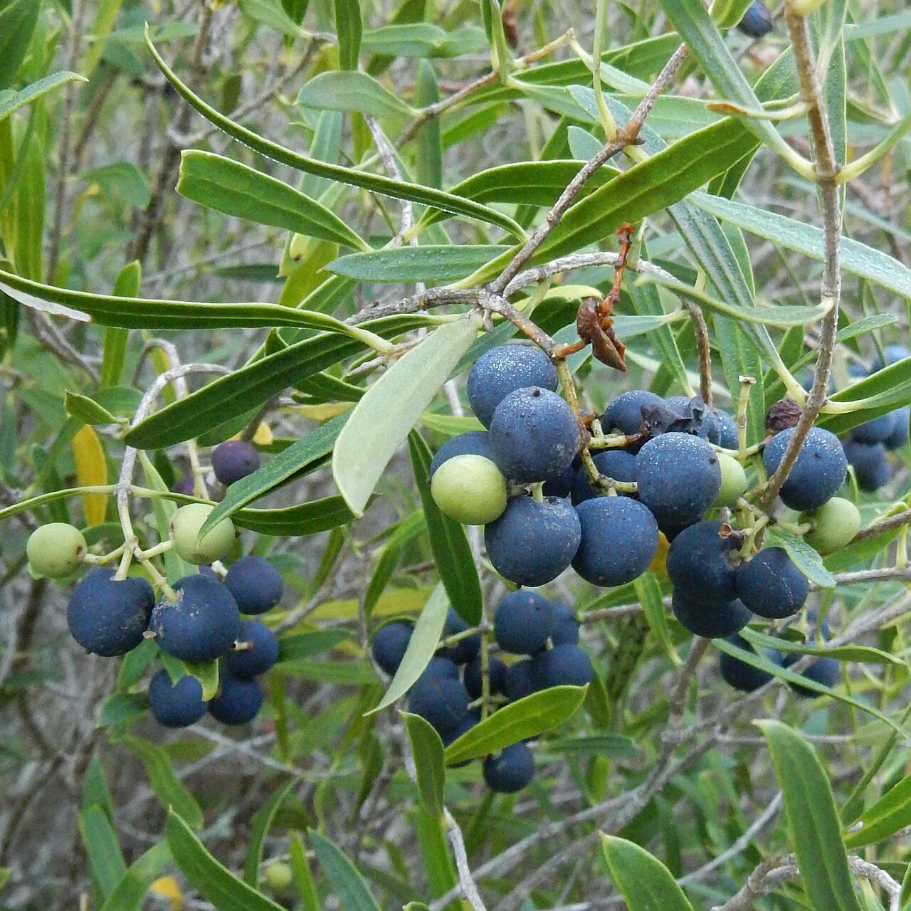 Olea exasperata: Dune olive