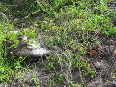 Olea exasperata (Olea exasperata)