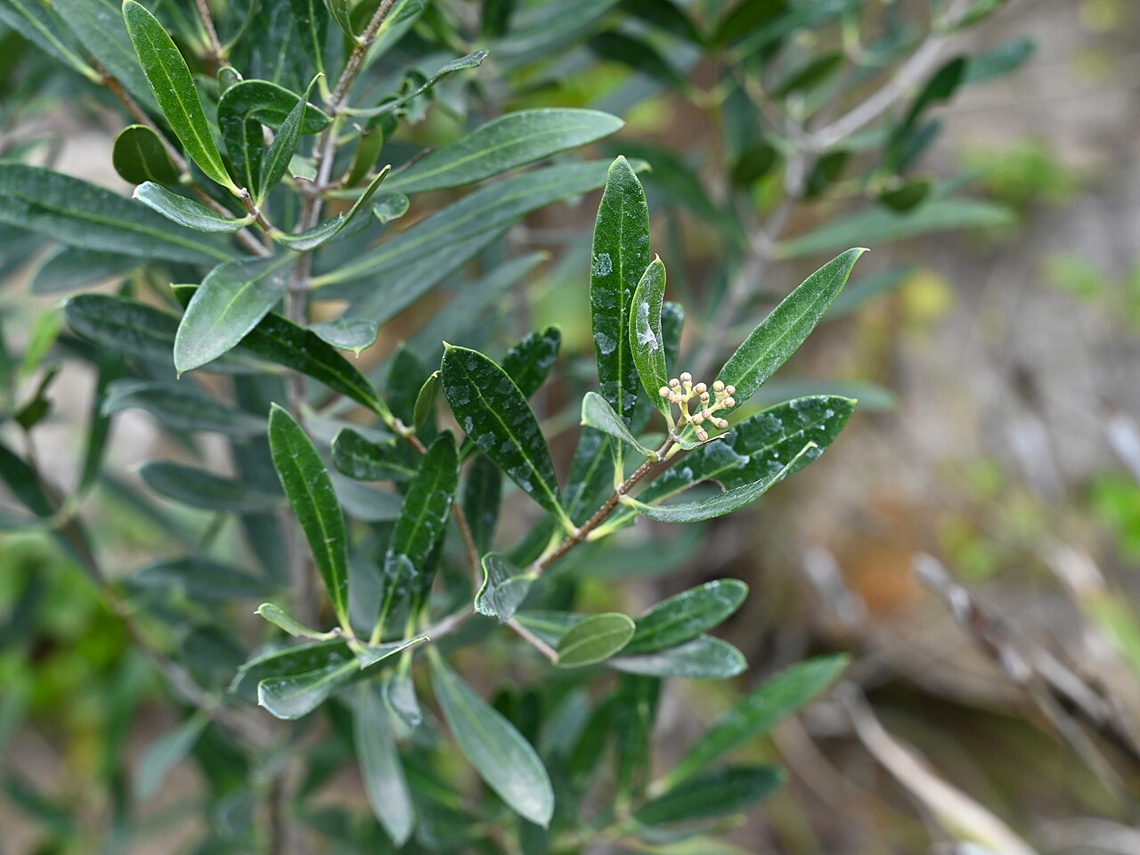 Olea exasperata: Olea exasperata in Jardín Botánico La Concepción, Malaga