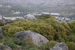 Olea exasperata (Olea exasperata)