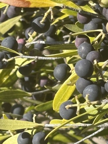 Olea exasperata (Olea exasperata)