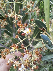 Olea exasperata (Olea exasperata)