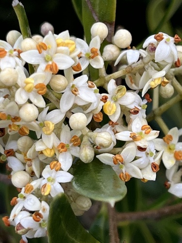 Olea exasperata (Olea exasperata)