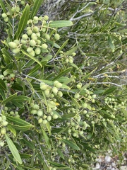 Olea exasperata (Olea exasperata)
