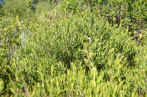 Olea exasperata (Olea exasperata)