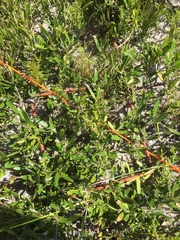 Olea exasperata (Olea exasperata)