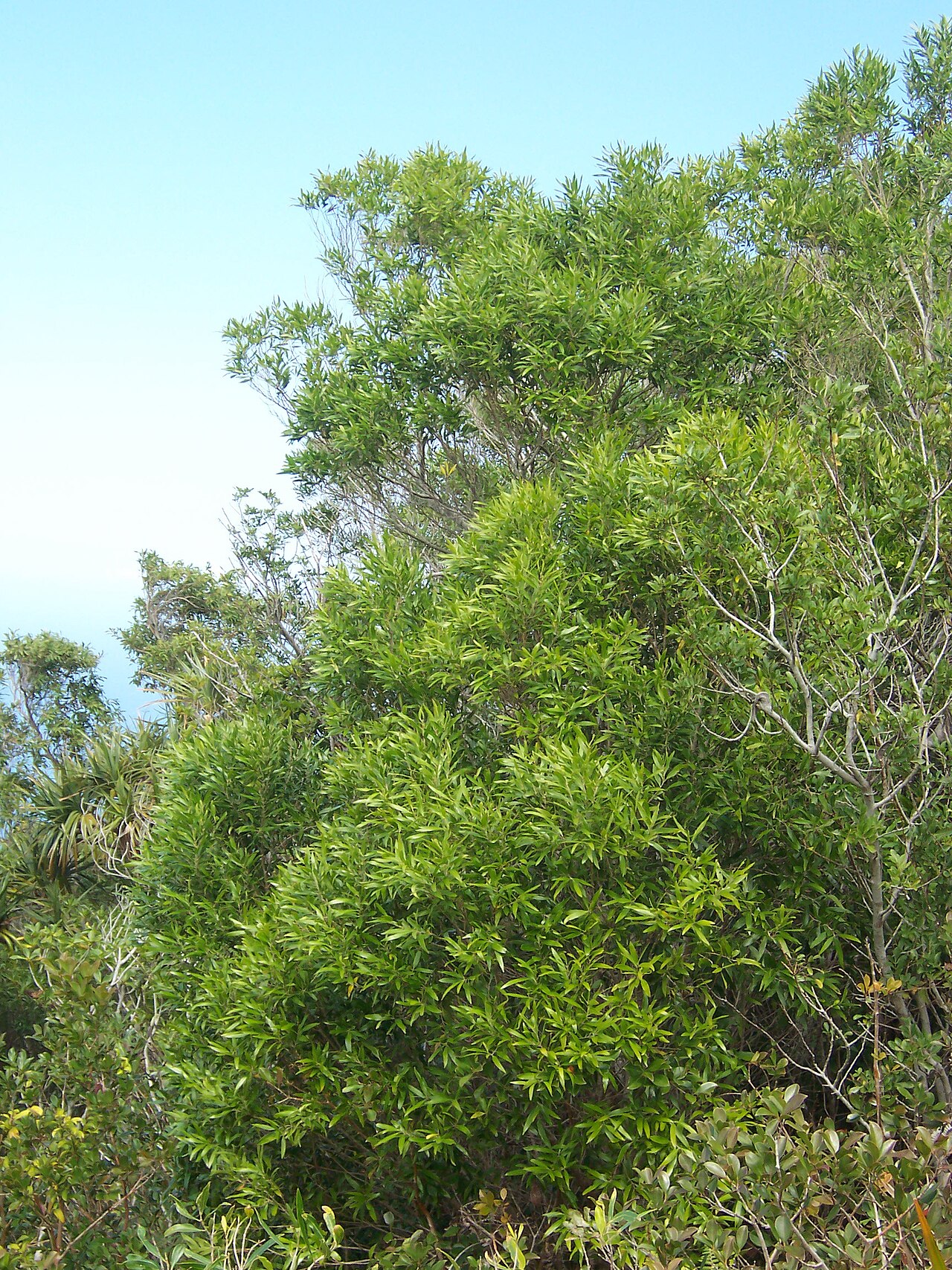Olea lancea: Olea lancea on the Réunion island
