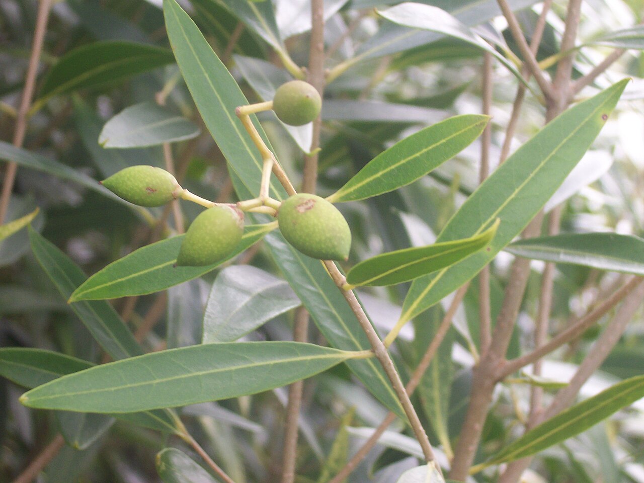 Olea lancea: Fruit of Olea lancea on Rodrigues island